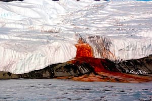 Hallan una antigua comunidad marina atrapada bajo un glaciar antártico