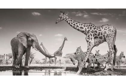 Categoría: Animales en su entorno
Fotógrafo: James Lewin, Reino Unido
Ubicación: Parque Nacional de las Colinas de Chyulu, Kenia