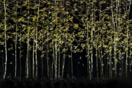 Categoría: Arte natural
Fotógrafo: Michał Michalski, Polonia
Ubicación: Litochoro, Pieria, Grecia
