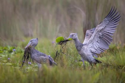 Categoría: Aves
Fotógrafo: Isak Pretorius, Sudáfrica
Ubicación: Pantano de Mabamba, Uganda