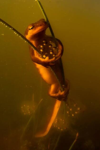 Categoría: Comportamiento: Anfibios y Reptiles
Fotógrafo: Anton Sorokin, EE. UU.
Ubicación: Condado de Contra Costa, California, EE. UU.