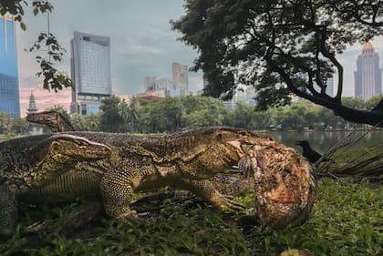 Categoría: Fauna urbana
Fotógrafo: Seth Forestson, Reino Unido
Ubicación: Parque Lumphini, Bangkok, Tailandia