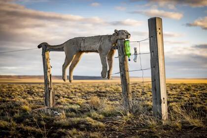Categoría: Fotoperiodismo
Fotógrafo: Francisco Negroni, Chile
Ubicación: Ruta 40, Provincia de Santa Cruz, Argentina