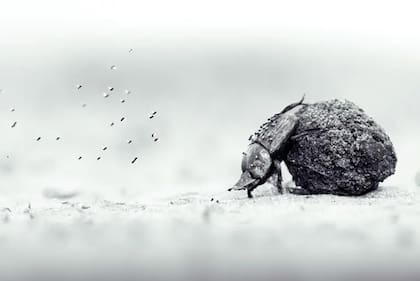 Categoría: Gran Premio Joven y de 11 a 14 años
Fotógrafo: Oscar Whitfield, Zimbabue/Reino Unido
Ubicación: Parque Nacional Zambezi, Zimbabue