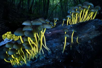 Categoría: Plantas y hongos
Fotógrafo: Agorastos Papatsanis, Grecia
Ubicación: Litochoro, Pieria, Grecia