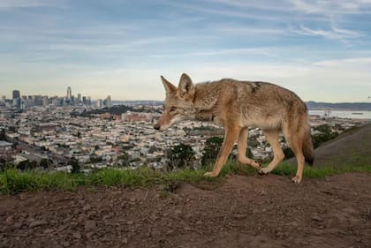 Categoría: Premio al mejor reportaje fotográfico
Fotógrafo: Loren Elliott, EE. UU.
Ubicación: Estados Unidos