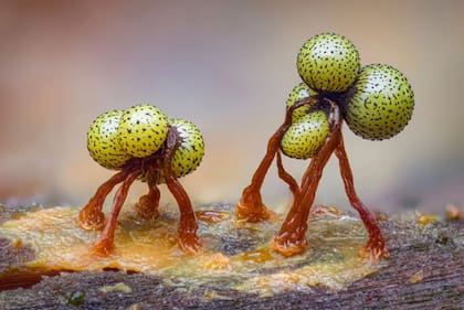 Categoría: Premio al portafolio
Fotógrafo: Kutub Uddin, Bangladesh/Reino Unido
Ubicación: West Sussex, Inglaterra, Reino Unido