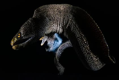 Categoría: Subacuática
Fotógrafo: Tony Wu, EE. UU./Japón
Ubicación: Prefectura de Kagoshima, Kyūshū, Japón