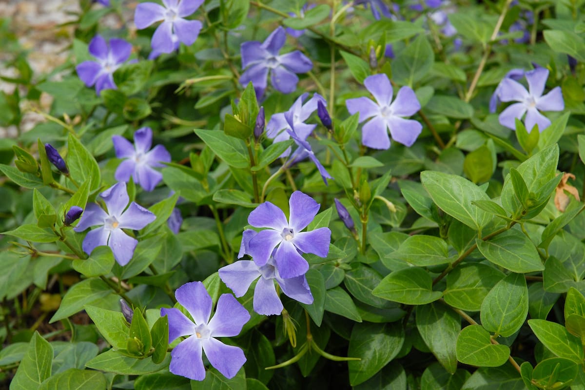 Catharanthus roseus: las propiedades anticancerígenas de sus alcaloides han llevado a numerosas investigaciones farmacéuticas para desarrollar tratamientos efectivos y seguros contra el cáncer