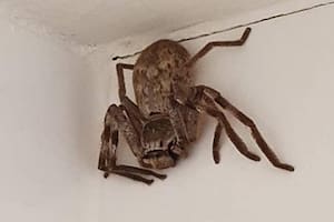 Cathy Cox encontró al animal en su baño y consultó en una página de Facebook especializada qué debía hacer con ella