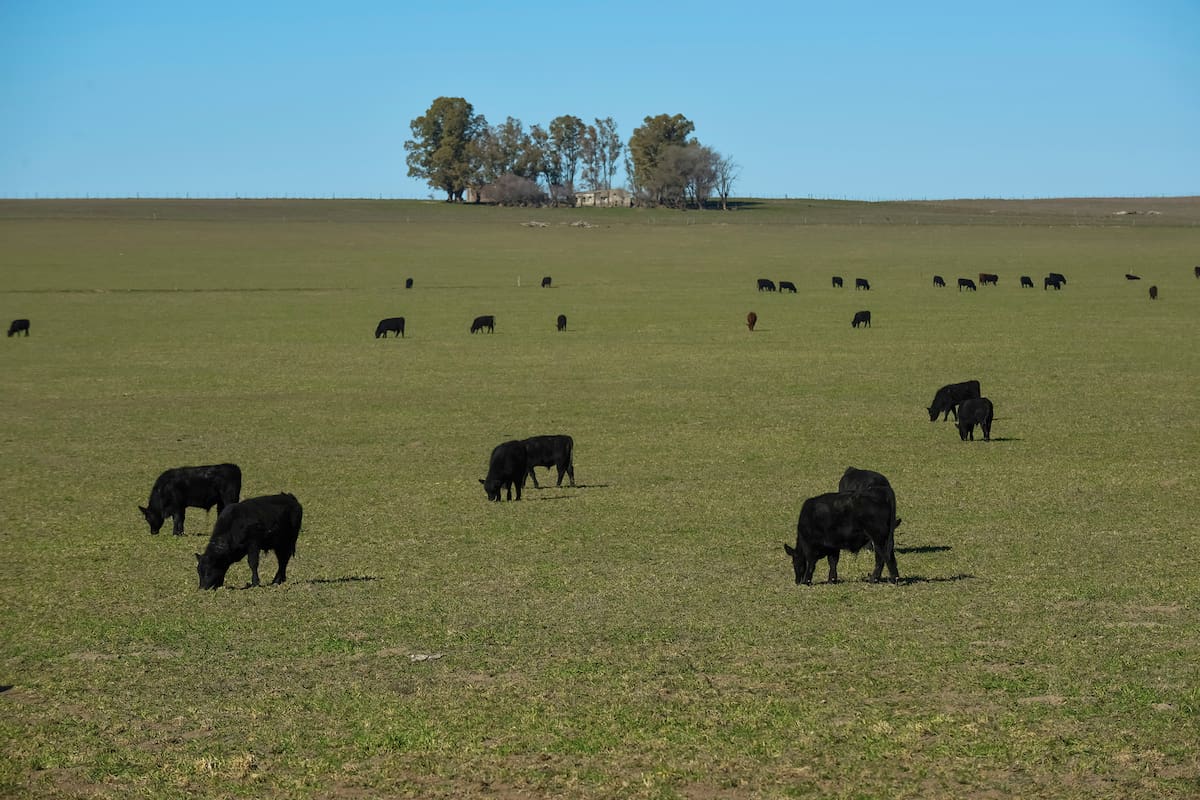 Cattle in pampas countryside, La Pampa, Argentina.
