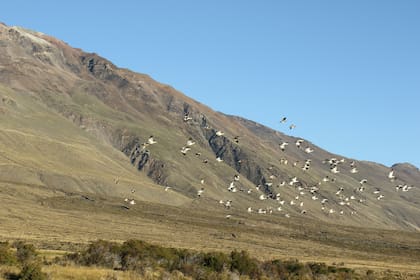 Cauquenes en vuelo