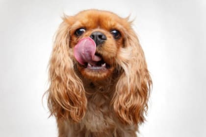 Cavalier king charles spaniel