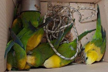 Cayó una banda de traficantes en La Plata: teñían a las cotorras y maltrataban también a conejos y patos