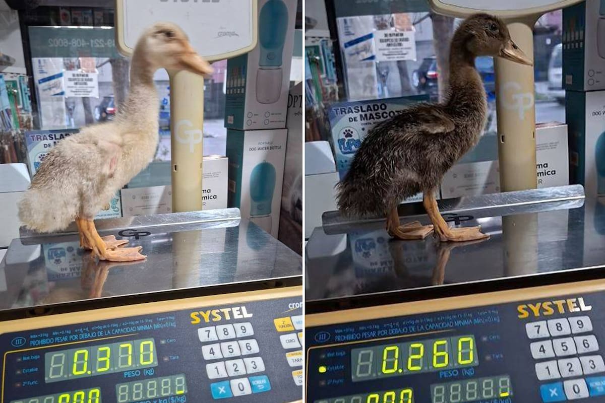 Cayó una banda en La Plata: teñían a las cotorras y maltrataban también a conejos y patos