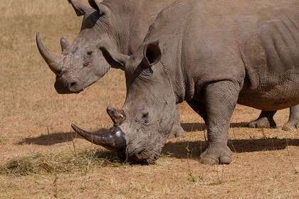 Cazadores han matado más de 100 rinocerontes en Sudáfrica este año, la mayoría en parques nacionales