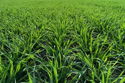 La cebada puede ganar superficie en la campaña de granos finos