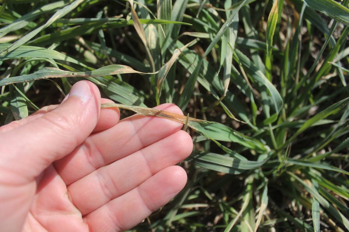 Cebada en Carlos Tejedor con efecto de heladas principio de septiembre