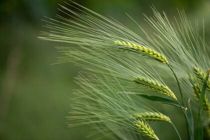 Cebada, ojos atentos para el manejo sanitario