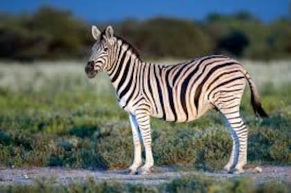Cebra de las llanuras de la especie Equus quagga