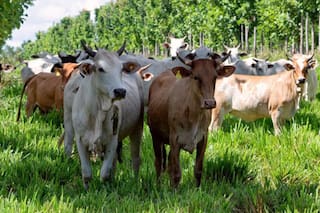 Qué hacen la Argentina, Brasil y Bolivia para impulsar la producción agropecuaria