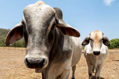 Cebúes; Cebú; BBC; BBC Mundo; ganado; gases invernadero; Brasil; Barbacoa;