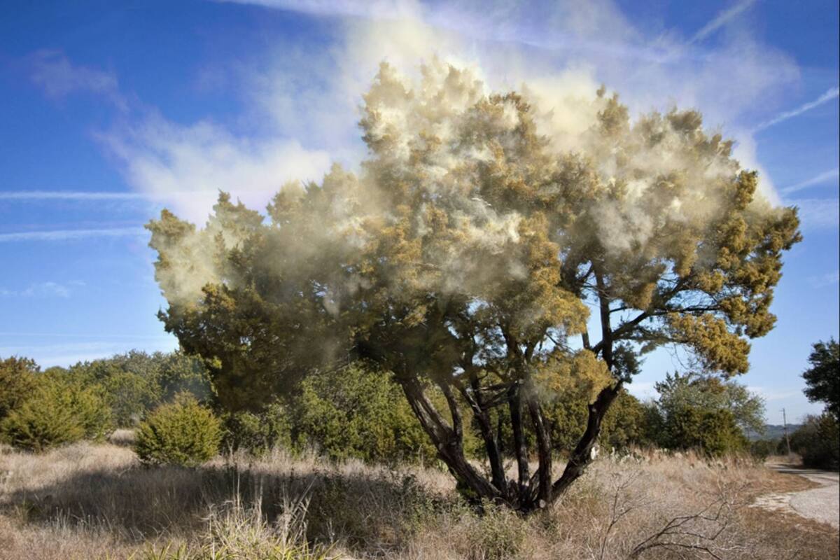 Cedro de la montaña (Ashe juniper), liberando polen en el área central de Texas (Foto de Andy Heatwole con licencia CC http://bit.ly/3DpnY3W)