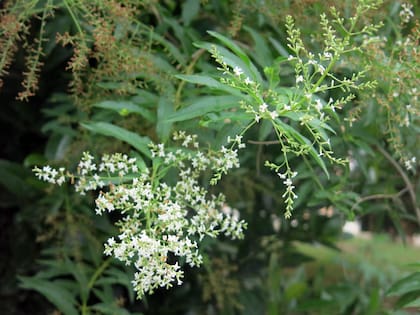 Cedrón: la exquisita hierba para tragos e infusiones con muchas propiedades medicinales.