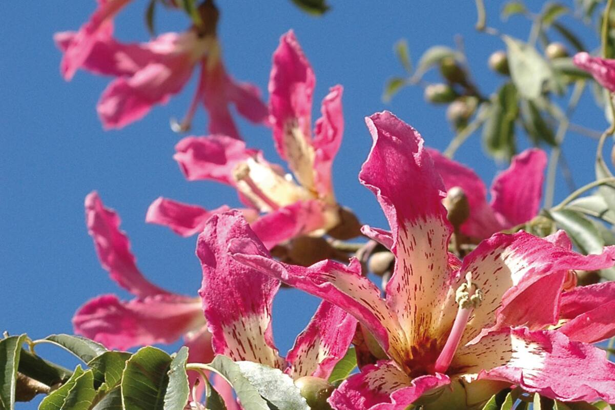 Ceiba speciosa (sin. Chorisia speciosa) en pleno verano.