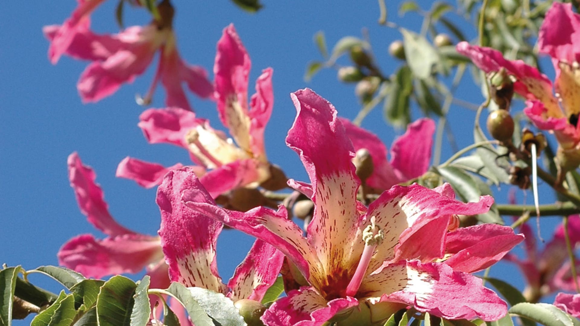 Ceiba speciosa (sin. Chorisia speciosa) en pleno verano.