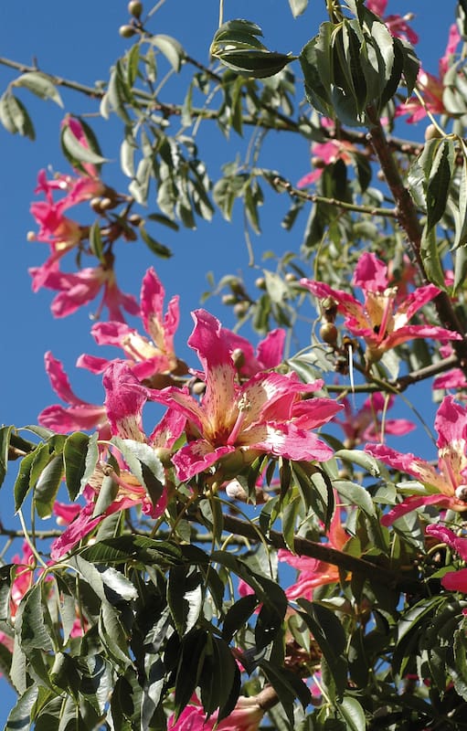 Ceiba speciosa (sin. Chorisia speciosa) en pleno verano.