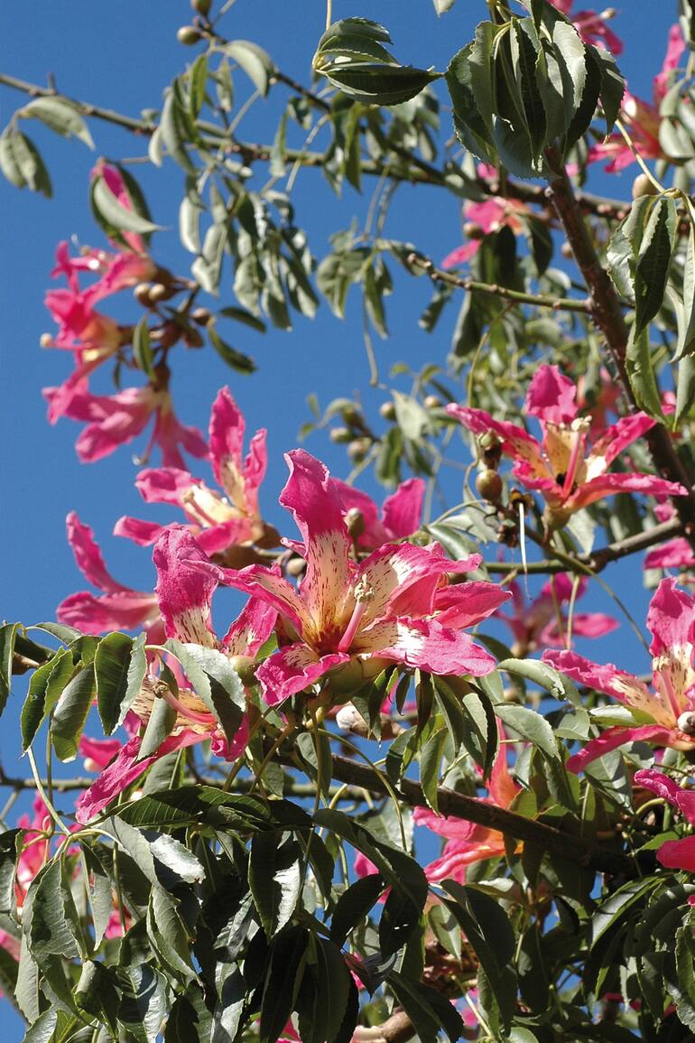 Ceiba speciosa (sin. Chorisia speciosa) en pleno verano.