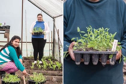 Celina y Verónica arreglan los plantines en el invernadero