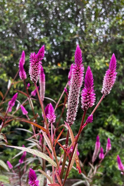 Celosia spicata 'Flamingo Purple', una anual que se siembra en primavera. Es parte del catálogo de Mis herbáceas.