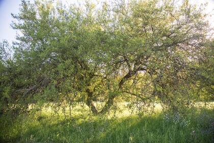 Celtis tala (tala) es resistente y rústico. Ideal para zonas pampeanas y costeras