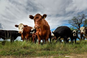 Cepo a la carne
Malestar, estupor y enojo
El cierre de las exportaciones por 30 días dispuesto por el Gobierno alteró a la cadena de ganados y carnes