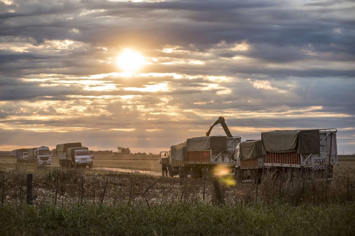 Cepo al Maíz Una sensación de película repetida La cosecha 2021 se va a desenvolver en un contexto complejo