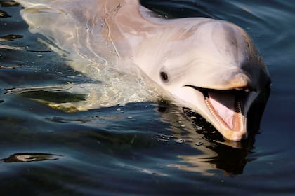 Cerca de la isla croata de Losinj viven unos 180 delfines