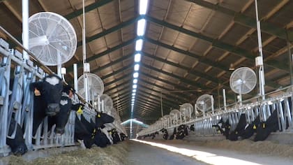 Un tambo de Adecoagro en Venado Tuerto