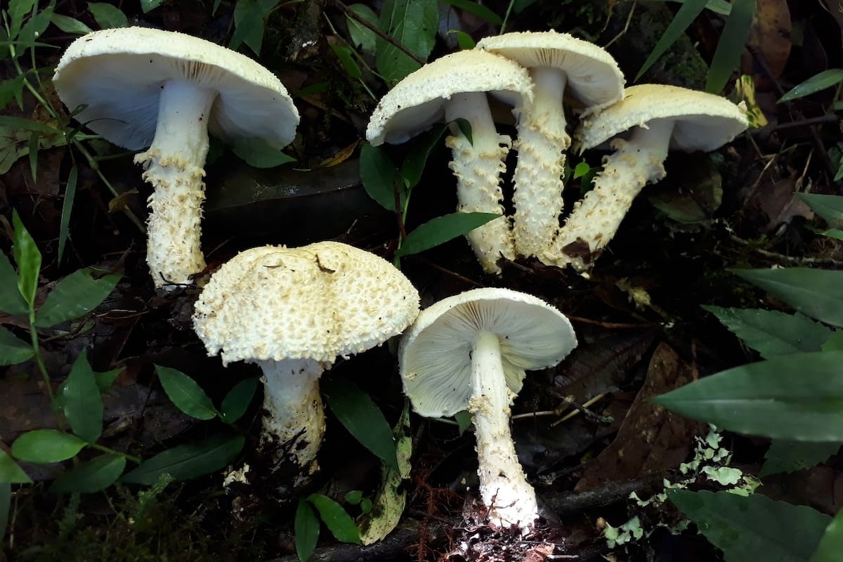 Cercopemyces messii, una de las dos especies que encontraron