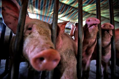 Cerdos en una granja en las afueras de Beijing