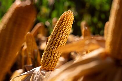 Cereales bajan en Chicago tras el informe trimestral de existencias del USDA
