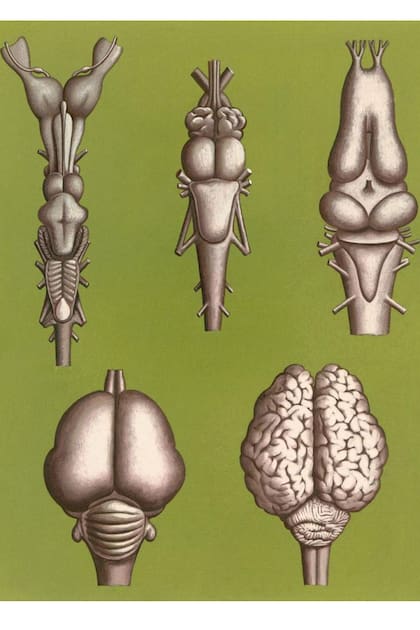 El volumen de los cerebros de diferentes especies varían, pero eso no significa necesariamente que los más pequeños tienen habilidades cognitivas inferiores.