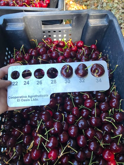 Cerezas en proceso de selección