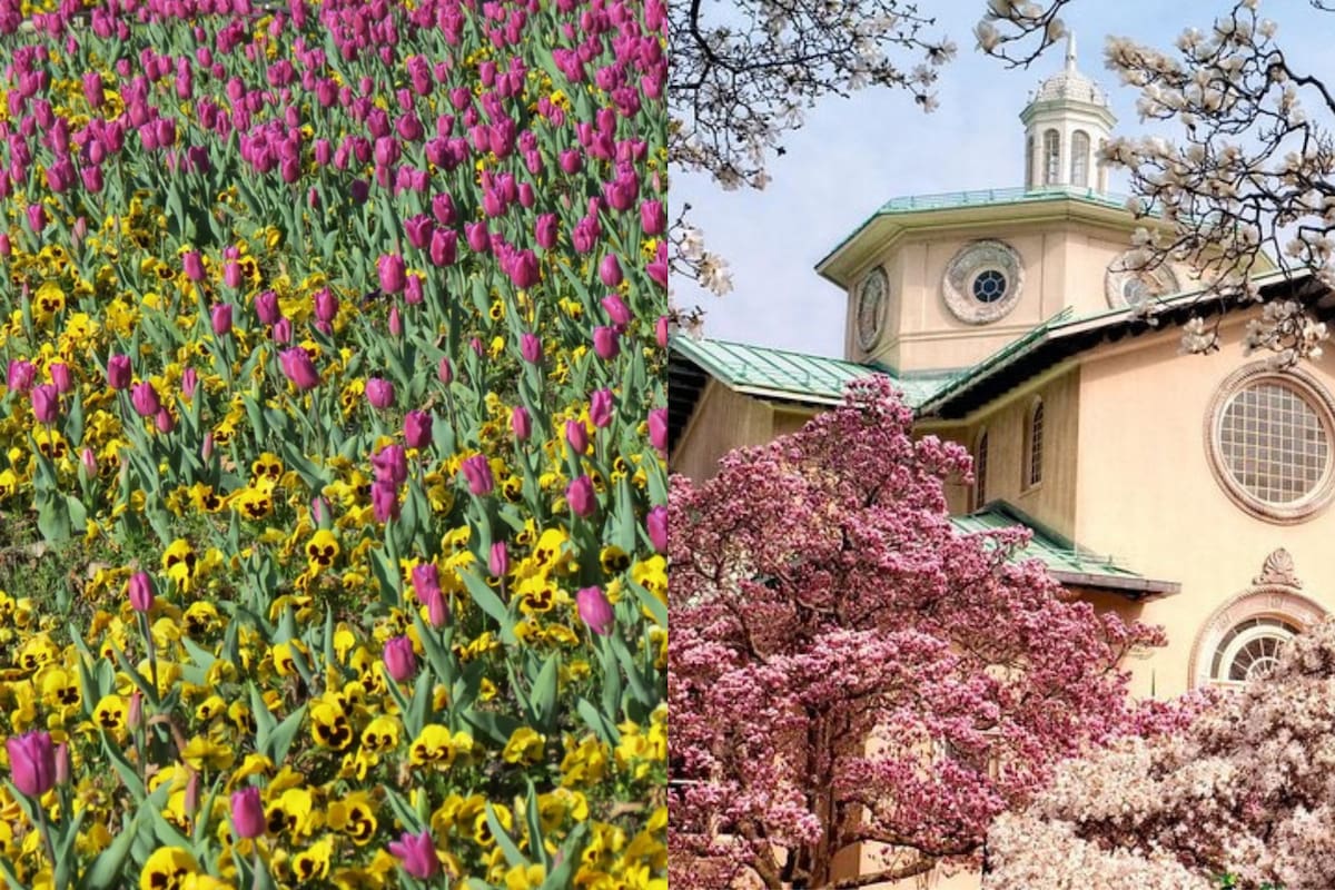 Cerezos, tulipanes y flores silvestres cubren parques, ciudades y campos durante la primavera