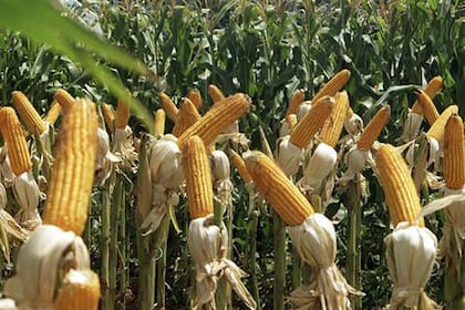 El maíz aporta buenos márgenes
