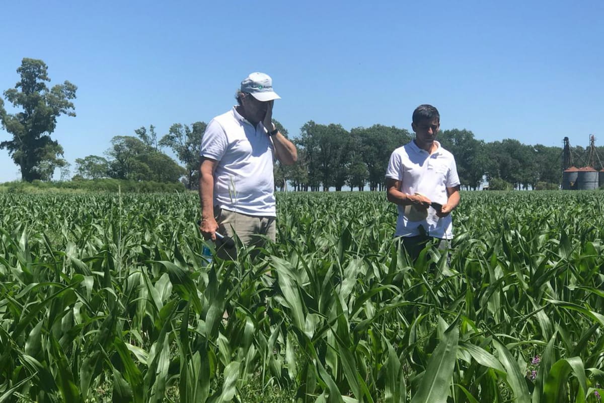 César Velloso junto a Marcelo Arriola en un lote de maíz en La Oración durante el encuentro de la Regional Aapresid Pergamino-Colón