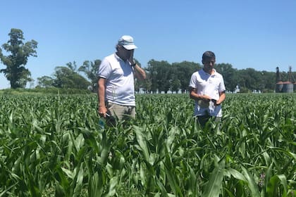César Velloso junto a Marcelo Arriola en un lote de maíz en La Oración durante el encuentro de la Regional Aapresid Pergamino-Colón