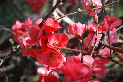 Chaenomeles.