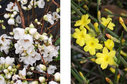 Chaenomeles speciosa y Jasminum nudiflorum, dos especies de floración abundante